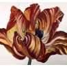 Rose Chafern (*Cetonia Aurata*) on Tulip (*Tulipa*) – Original hand-colored engraving by Jacob L’Admiral (1774)