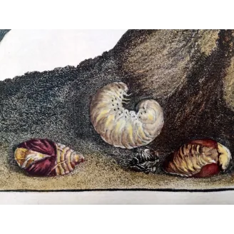 Antique Print by Jacob L’Admiral – Rose Chafern (Cetonia Aurata)