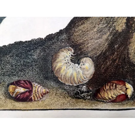 Antique Print by Jacob L’Admiral – Rose Chafern (Cetonia Aurata)