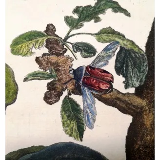Antique Print by Jacob L’Admiral – Rose Chafern (Cetonia Aurata)