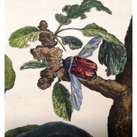 Antique Print by Jacob L’Admiral – Rose Chafern (Cetonia Aurata)