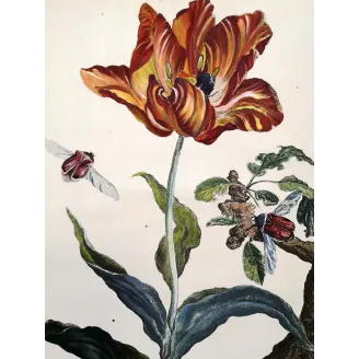 Antique Print by Jacob L’Admiral – Rose Chafern (Cetonia Aurata)