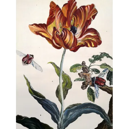 Antique Print by Jacob L’Admiral – Rose Chafern (Cetonia Aurata)