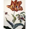 Rose Chafern (*Cetonia Aurata*) on Tulip (*Tulipa*) – Original hand-colored engraving by Jacob L’Admiral (1774)