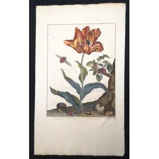Antique Print by Jacob L’Admiral – Rose Chafern (Cetonia Aurata)