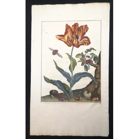 Antique Print by Jacob L’Admiral – Rose Chafern (Cetonia Aurata)