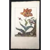 Rose Chafern (*Cetonia Aurata*) on Tulip (*Tulipa*) – Original hand-colored engraving by Jacob L’Admiral (1774)