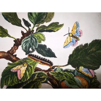 Antique Print by Jacob L’Admiral – Gypsy Moth (Lymantria dispar)