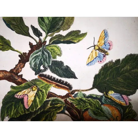 Antique Print by Jacob L’Admiral – Gypsy Moth (Lymantria dispar)