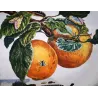 Gypsy Moth (*Lymantria dispar*) on Apple Tree (*Malus*) – Original hand-colored engraving by Jacob L’Admiral (1774)