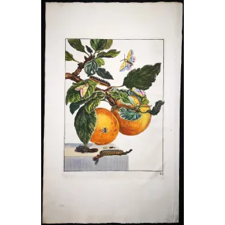 Antique Print by Jacob L’Admiral – Gypsy Moth (Lymantria dispar)