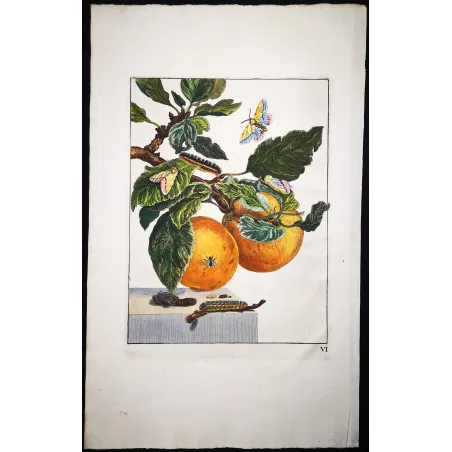 Antique Print by Jacob L’Admiral – Gypsy Moth (Lymantria dispar)