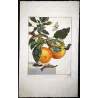 Gypsy Moth (*Lymantria dispar*) on Apple Tree (*Malus*) – Original hand-colored engraving by Jacob L’Admiral (1774)