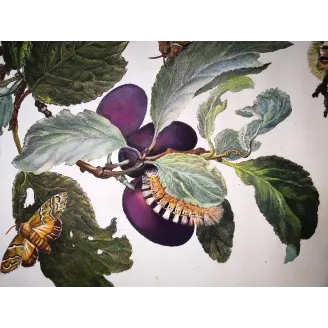 Antique Print by Jacob L’Admiral – Tripartite Tiger Moth (Nannoarctia tripartita)