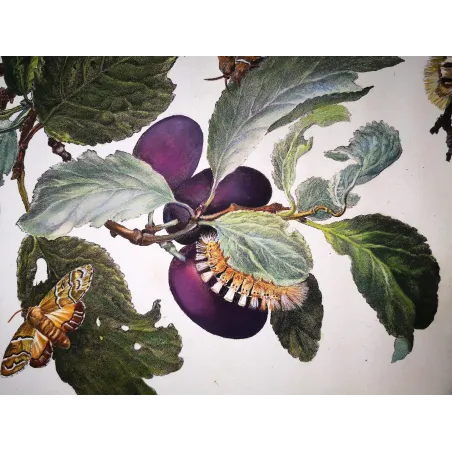 Antique Print by Jacob L’Admiral – Tripartite Tiger Moth (Nannoarctia tripartita)