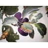 Tripartite Tiger Moth (*Nannoarctia tripartita*) on Plum (*Prunus domestica*) – Original h/c engraving by Jacob L’Admiral (1774)