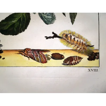 Antique Print by Jacob L’Admiral – Tripartite Tiger Moth (Nannoarctia tripartita)