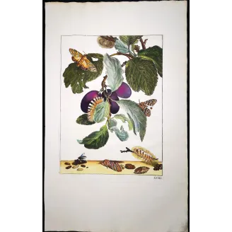 Antique Print by Jacob L’Admiral – Tripartite Tiger Moth (Nannoarctia tripartita)