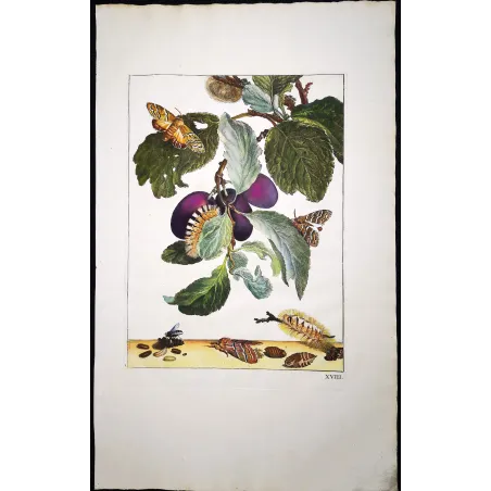 Antique Print by Jacob L’Admiral – Tripartite Tiger Moth (Nannoarctia tripartita)