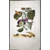Tripartite Tiger Moth (*Nannoarctia tripartita*) on Plum (*Prunus domestica*) – Original h/c engraving by Jacob L’Admiral (1774)