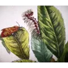 Grey Dagger Moth (*Polia nebulosa*) on Peach (*Prunus persica*) – Original hand-colored engraving by Jacob L’Admiral (1774)