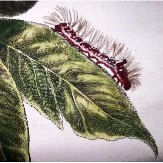 Antique Entomology Print – Jacob L’Admiral – Grey Dagger Moth