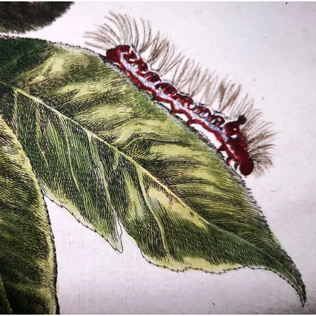 Antique Entomology Print – Jacob L’Admiral – Grey Dagger Moth
