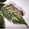 Grey Dagger Moth (*Polia nebulosa*) on Peach (*Prunus persica*) – Original hand-colored engraving by Jacob L’Admiral (1774)