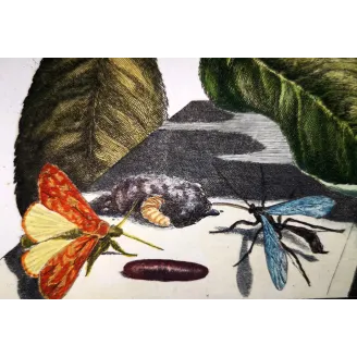 Antique Entomology Print – Jacob L’Admiral – Grey Dagger Moth