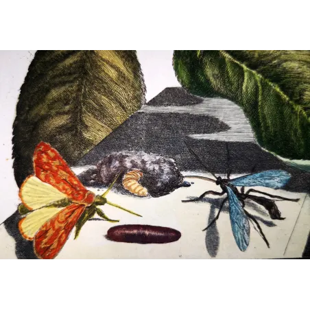Antique Entomology Print – Jacob L’Admiral – Grey Dagger Moth