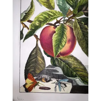 Antique Entomology Print – Jacob L’Admiral – Grey Dagger Moth
