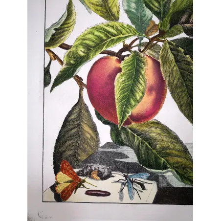 Antique Entomology Print – Jacob L’Admiral – Grey Dagger Moth