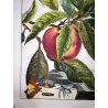 Grey Dagger Moth (*Polia nebulosa*) on Peach (*Prunus persica*) – Original hand-colored engraving by Jacob L’Admiral (1774)