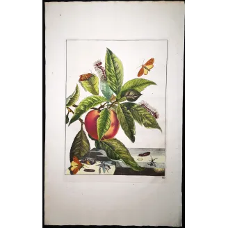 Antique Entomology Print – Jacob L’Admiral – Grey Dagger Moth