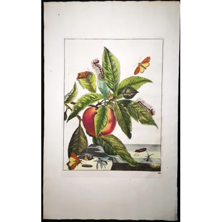 Antique Entomology Print – Jacob L’Admiral – Grey Dagger Moth
