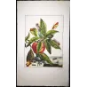 Grey Dagger Moth (*Polia nebulosa*) on Peach (*Prunus persica*) – Original hand-colored engraving by Jacob L’Admiral (1774)