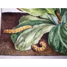 Dark Sword-grass Moth (*Agrotis ipsilon*) on Cowslip (*Primula Auricula*) – Original hand-colored engr.  J. L’Admiral (1774)