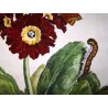 Dark Sword-grass Moth (*Agrotis ipsilon*) on Cowslip (*Primula Auricula*) – Original hand-colored engr.  J. L’Admiral (1774)