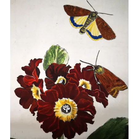 Antique Entomology Print – Jacob L’Admiral – Dark Sword-grass Moth