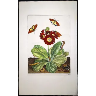 Antique Entomology Print – Jacob L’Admiral – Dark Sword-grass Moth