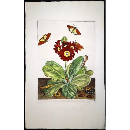 Antique Entomology Print – Jacob L’Admiral – Dark Sword-grass Moth