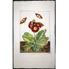 Dark Sword-grass Moth (*Agrotis ipsilon*) on Cowslip (*Primula Auricula*) – Original hand-colored engr.  J. L’Admiral (1774)