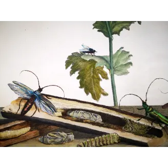 Antique Entomology Print – Jacob L’Admiral – Bungii Beetle