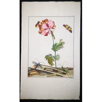 Antique Entomology Print – Jacob L’Admiral – Bungii Beetle
