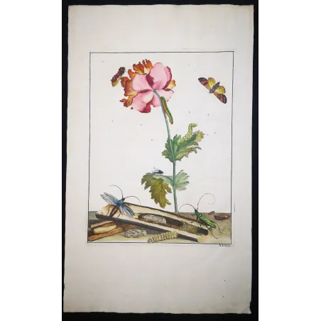 Antique Entomology Print – Jacob L’Admiral – Bungii Beetle