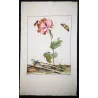 Bungii Beetle (*Aromia bungii*) on Tulip (*Tulipa*) – Original hand-colored engraving by Jacob L’Admiral (1774)