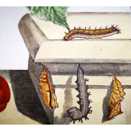 Antique Entomology Print – Jacob L’Admiral – Large Tortoiseshell