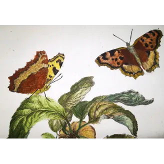 Antique Entomology Print – Jacob L’Admiral – Large Tortoiseshell