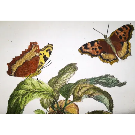 Antique Entomology Print – Jacob L’Admiral – Large Tortoiseshell