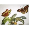 Large Tortoiseshell (*Nymphalis polychloros*) on Sweet Cherry (*Prunus avium*) – Original hand-color engr by J. L’Admiral (1774)